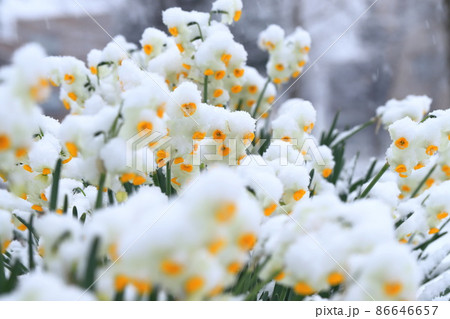 雪をかぶった日本水仙（ニホンズイセン） 86646657