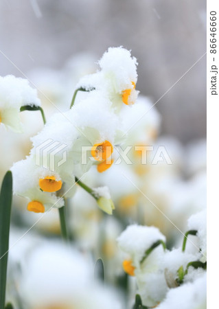 雪をかぶった日本水仙（ニホンズイセン） 86646660