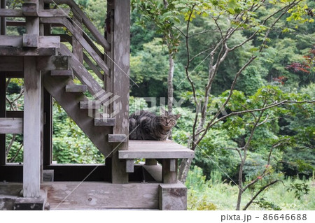 自然の山中に猫がいる風景（1匹）の写真素材 [86646688] - PIXTA