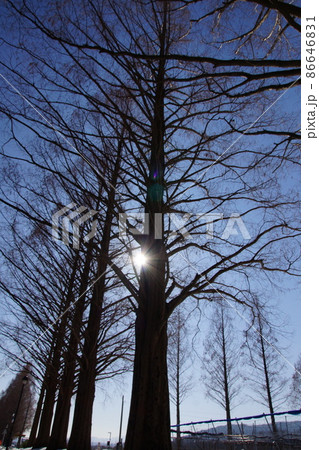 滋賀県高島市マキノメタセコイア並木道冬景色 86646831