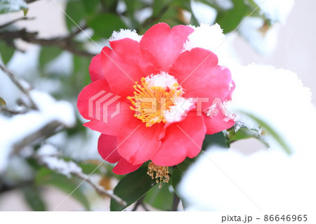 雪をかぶったサザンカの花　 86646965