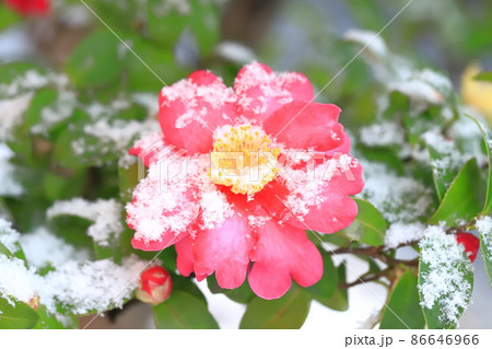 雪をかぶったサザンカの花　 86646966