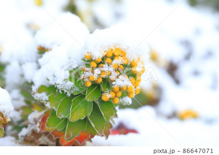 雪をかぶった磯菊（イソギク）の花 86647071
