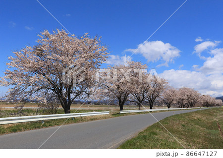 葛籠淵桜並木の風景 宮城県登米市登米町小島の農免道路 葛籠淵桜並木の風景 宮城県登米市登米町小島の農免道路 86647127