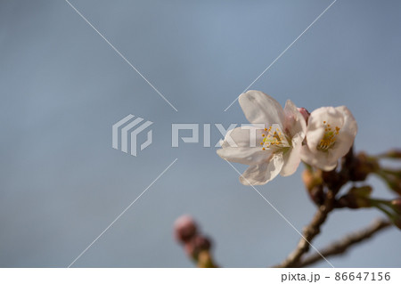 桜 二輪 桜 二輪 86647156