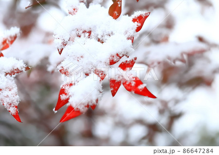 雪をかぶったナンテンの木 雪をかぶったナンテンの木 86647284