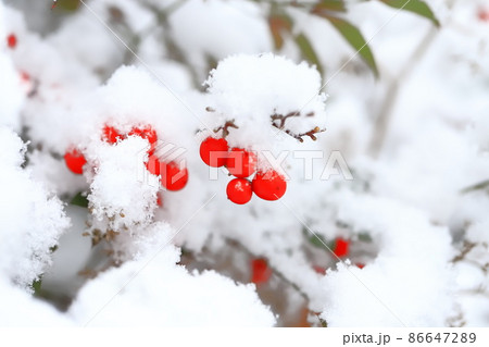 雪をかぶったナンテンの木 雪をかぶったナンテンの木 86647289
