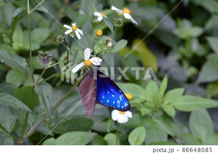 吸蜜するツマムラサキマダラの雄（沖縄県・石垣島） 86648085