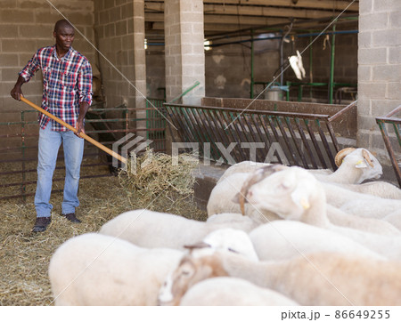 African american male proffesional farmer feeds sheeps with hay 86649255