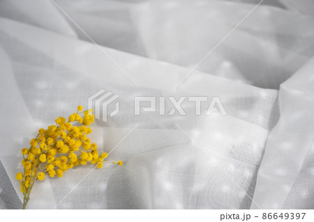 春の花のミモザ木漏れ日がさす窓際の朝　ライフスタイル風景インテリア 86649397