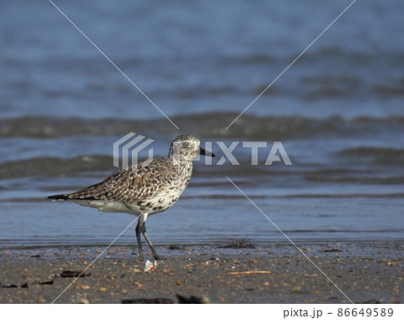 水辺のダイゼン 86649589