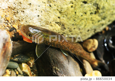 フライで釣れた信州、木曽谷のヤマトイワナ 86650034