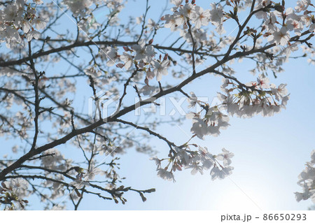 日本の春の桜 86650293