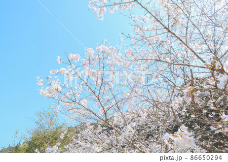 日本の春の桜 日本の春の桜 86650294
