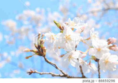 日本の春の桜 日本の春の桜 86650296