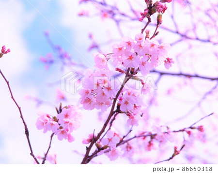 満開の桜のある風景 満開の桜のある風景 86650318