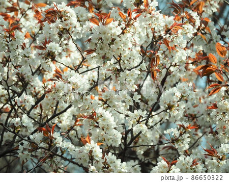 満開の桜のある風景 満開の桜のある風景 86650322