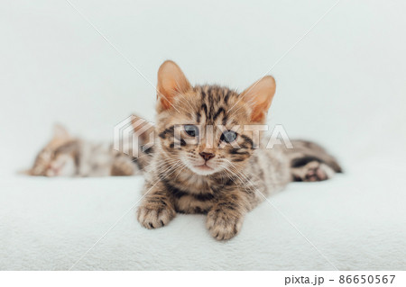 Little bengal kitten on the white fury blanket 86650567