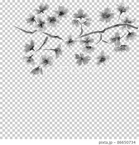 右上角的櫻花枝條和花朵插圖的單色插圖(水墨手繪插圖) 右上角的櫻花枝條和花朵插圖的單色插圖(水墨手繪插圖) 86650734