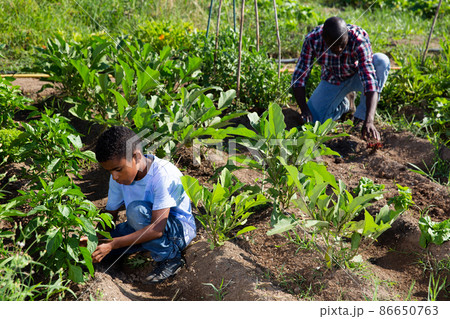 Teen son helps his father work in the garden Teen son helps his father work in the garden 86650763