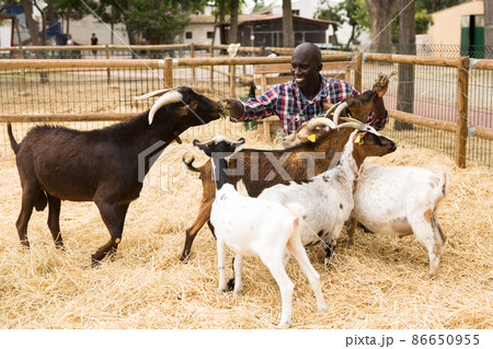 Smiling african american male farmer feeding hay to sheeps 86650955