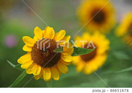 ひまわり②向日葵アップ ひまわり②向日葵アップ 86651678