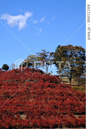 鐘の鳴る丘のドウダンツツジの紅葉　【相模原市津久井　11月】 86652268