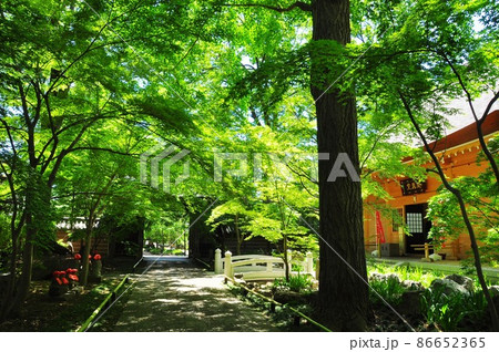 世田谷区　九品仏浄真寺の閻魔堂前参道と新緑 86652365