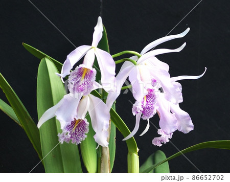 満開に咲き誇るらん 満開に咲き誇るらん 86652702