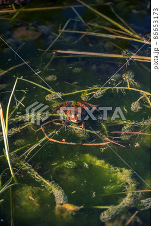 Spotted Frog (Rana Pretiosa) is Sitting on Algae in a Pond or Swamp in Summer Day Spotted Frog (Rana Pretiosa) is Sitting on Algae in a Pond or Swamp in Summer Day 86653173
