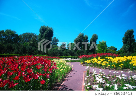 百合柄公園のお花畑 百合柄公園のお花畑 86653413