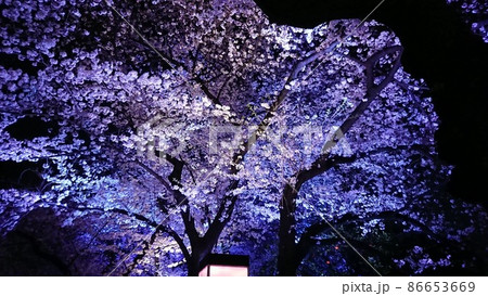 夜桜 86653669