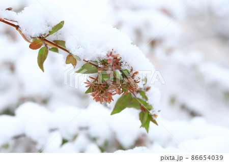 雪をかぶった植物　アベリア 86654039