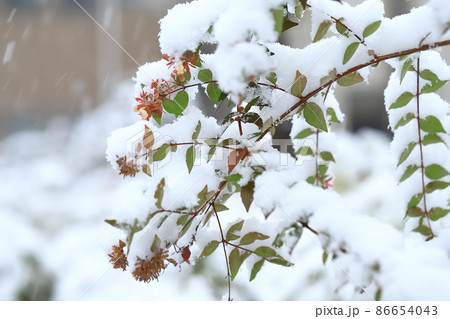 雪をかぶった植物 アベリア 雪をかぶった植物 アベリア 86654043