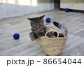 Big striped gray cat sitting in small wicker straw basket 86654044