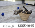 Big striped gray cat sitting in small wicker straw basket 86654045