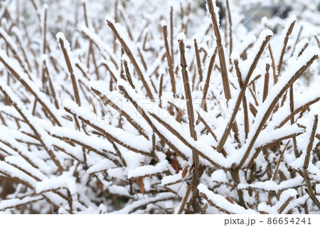 雪をかぶったニシキギの枝 雪をかぶったニシキギの枝 86654241