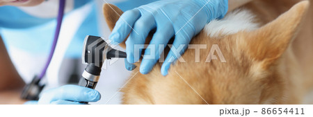 Woman veterinarian looking dog ear with otoscope closeup Woman veterinarian looking dog ear with otoscope closeup 86654411