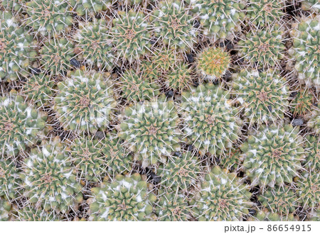 Cactus with prickly thorns as found in nature Cactus with prickly thorns as found in nature 86654915