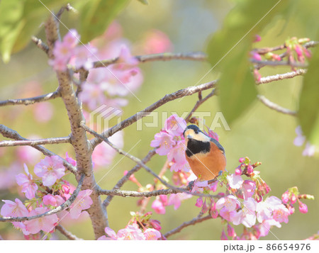 桜とヤマガラの写真素材 [86654976] - PIXTA