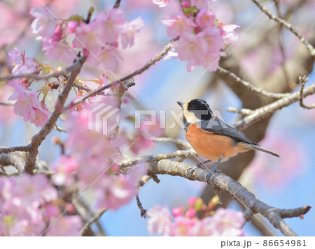 桜とヤマガラの写真素材 [86654981] - PIXTA