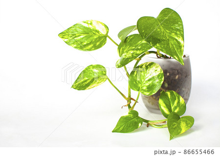 白背景の観葉植物 ポトス 白背景の観葉植物 ポトス 86655466