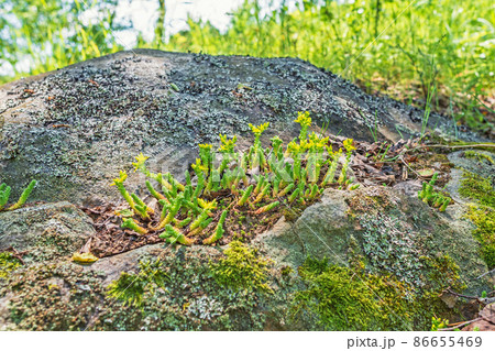 The green succulent Sedum acre or goldmoss stonecrop grows and blooms yellow on a rock among lichens 86655469