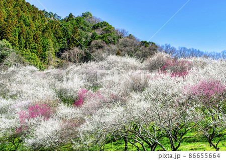 東京都　八王子市　木下沢梅林（こげさわばいりん)  86655664