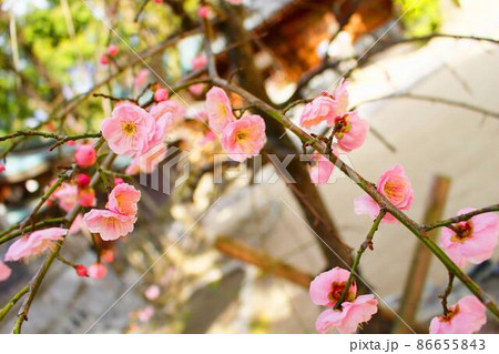 公園の梅の花 公園の梅の花 86655843