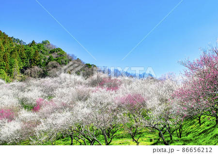 東京都 八王子市 木下沢梅林(こげさわばいりん) 東京都 八王子市 木下沢梅林(こげさわばいりん) 86656212