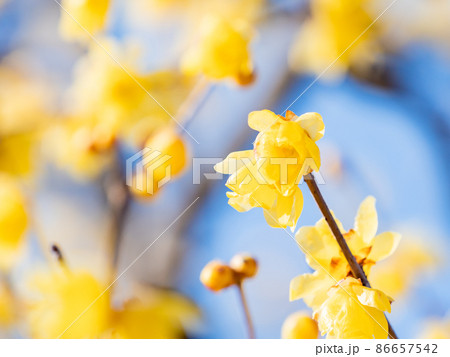 春の訪れ 満開に咲いた美しいロウバイ 春の訪れ 満開に咲いた美しいロウバイ 86657542