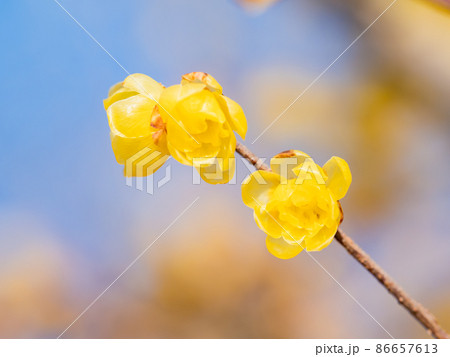 春の訪れ　満開に咲いた美しいロウバイ 86657613