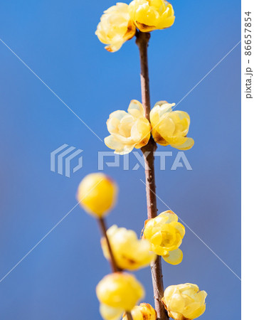 春の訪れ　満開に咲いた美しいロウバイ 86657854