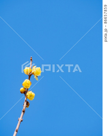 春の訪れ　満開に咲いた美しいロウバイ 86657859